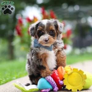 Rave, Yorkie Poo Puppy