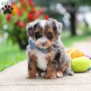 Rave, Yorkie Poo Puppy
