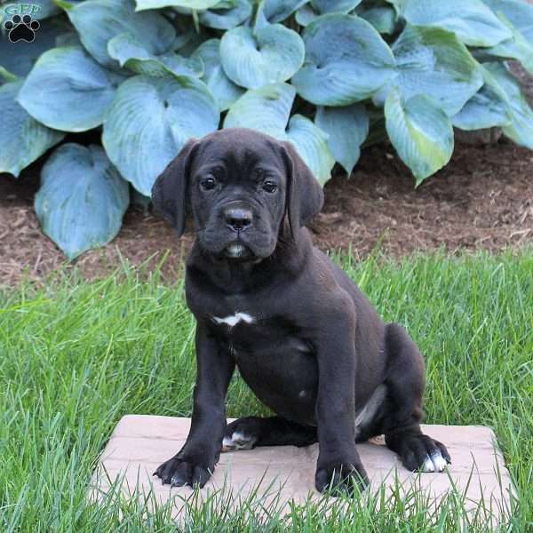 Raven, Cane Corso Puppy