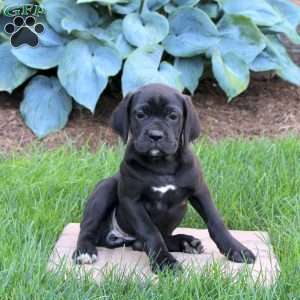 Raven, Cane Corso Puppy