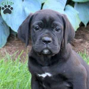 Raven, Cane Corso Puppy