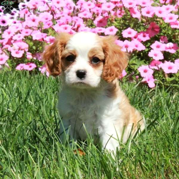 Ray, Cavalier King Charles Spaniel Puppy
