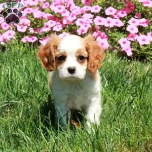 Ray, Cavalier King Charles Spaniel Puppy