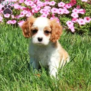 Ray, Cavalier King Charles Spaniel Puppy