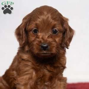 Reagan, Cavapoo Puppy