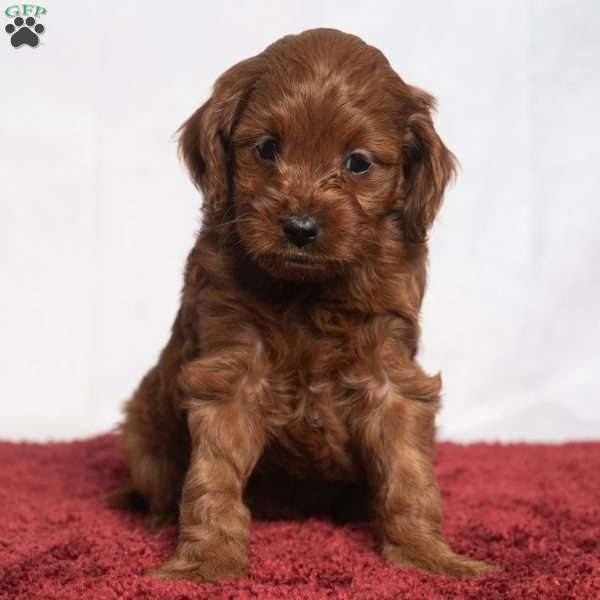 Reagan, Cavapoo Puppy