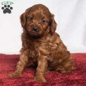 Reagan, Cavapoo Puppy