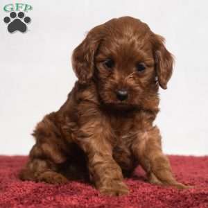 Reagan, Cavapoo Puppy