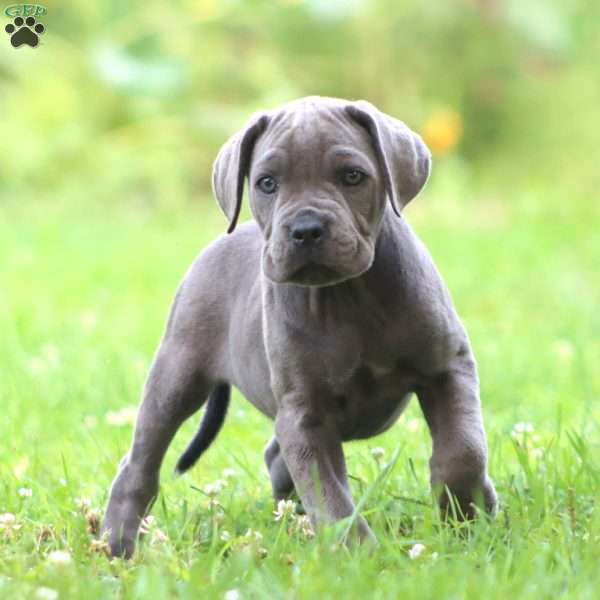 Rachel, Cane Corso Puppy
