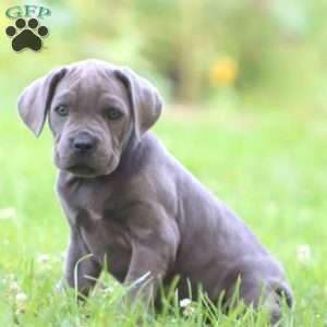Rachel, Cane Corso Puppy