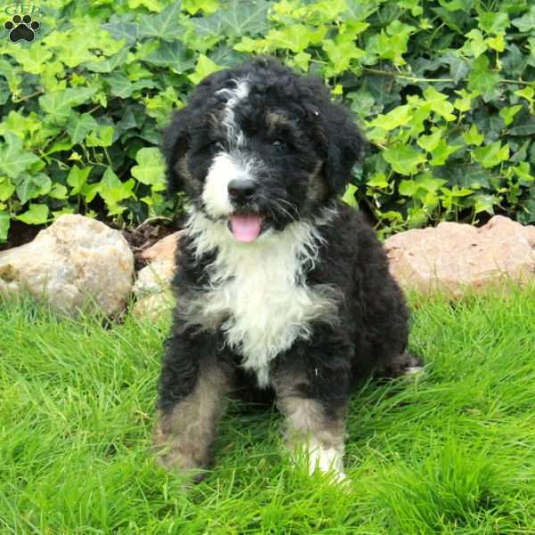 Rebel, Mini Bernedoodle Puppy