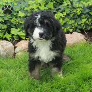 Rebel, Mini Bernedoodle Puppy