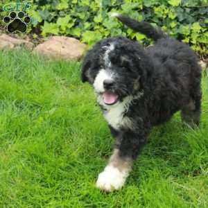 Rebel, Mini Bernedoodle Puppy