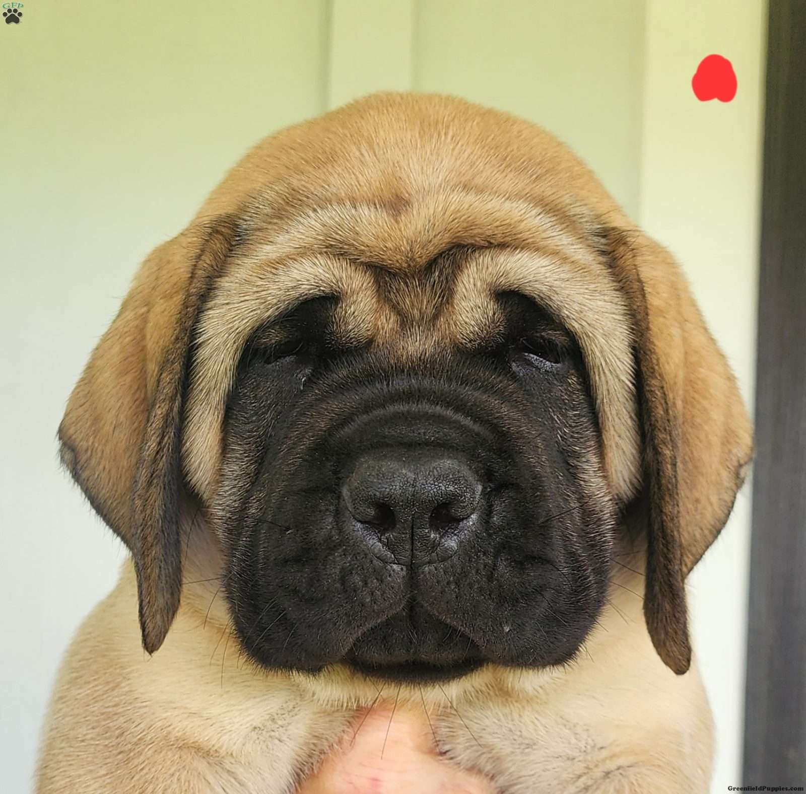 Remy