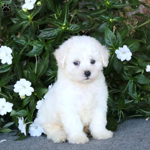Reece, Bichon Frise Puppy