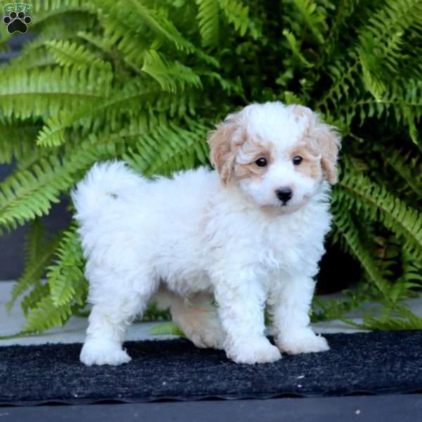 Reece, Bich-Poo Puppy