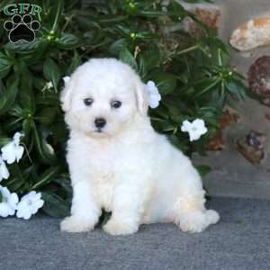 Reece, Bichon Frise Puppy