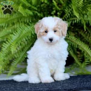 Reece, Bich-Poo Puppy