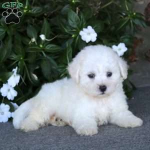 Reece, Bichon Frise Puppy