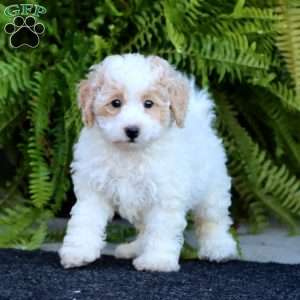 Reece, Bich-Poo Puppy
