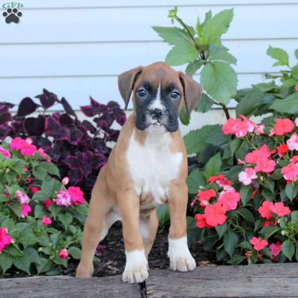Reese, Boxer Puppy