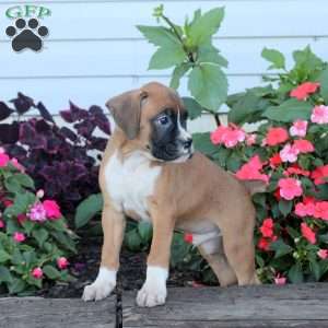 Reese, Boxer Puppy