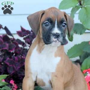 Reese, Boxer Puppy
