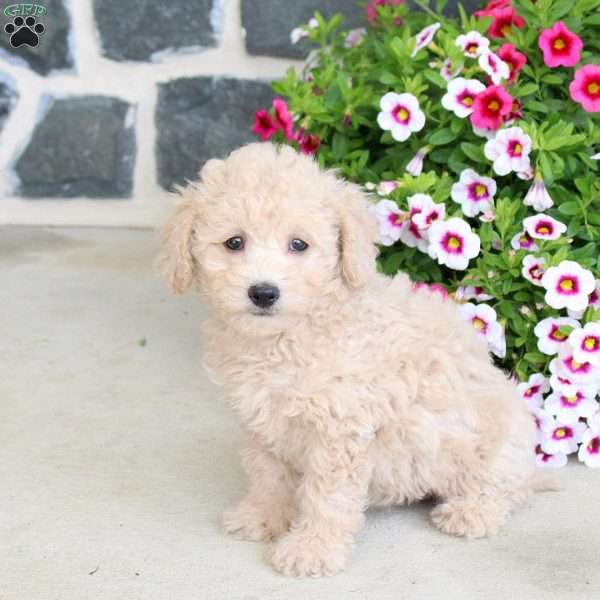 Reeses, Bich-Poo Puppy