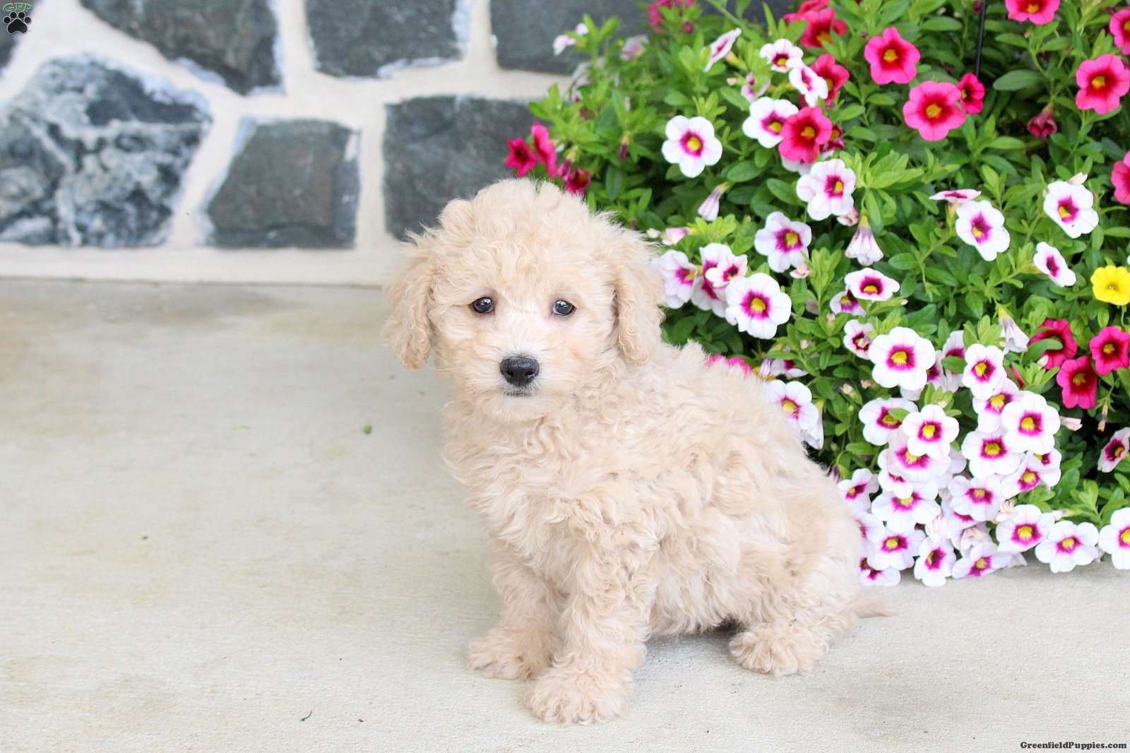 Reeses (Bich-Poo, Female) in Ephrata, PA