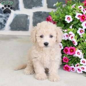 Reeses, Bich-Poo Puppy