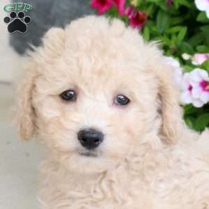 Reeses, Bich-Poo Puppy