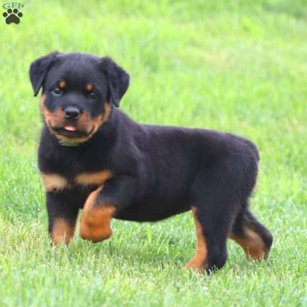 Regina, Rottweiler Puppy