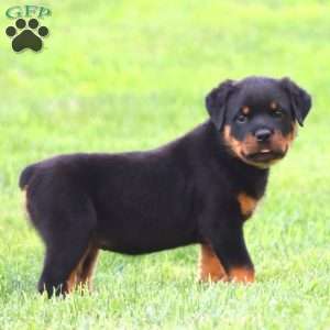 Regina, Rottweiler Puppy