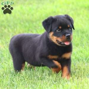 Regina, Rottweiler Puppy