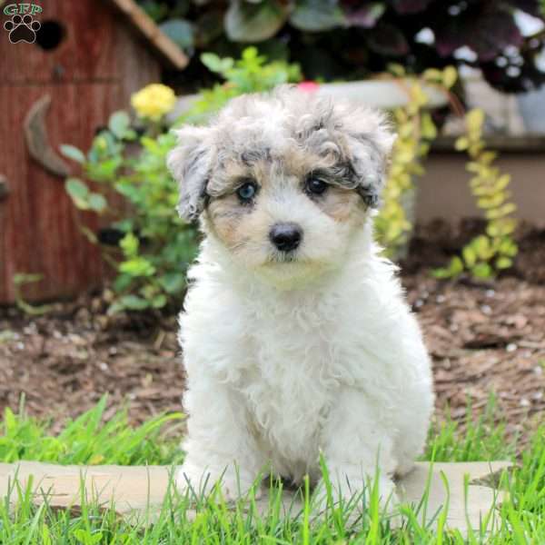 Remi, Maltipoo Puppy