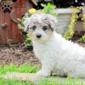 Remi, Maltipoo Puppy
