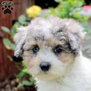 Remi, Maltipoo Puppy