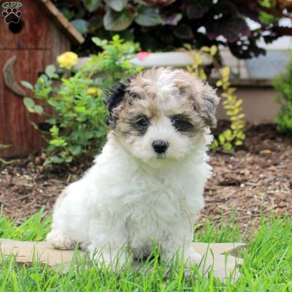 Renee, Maltipoo Puppy