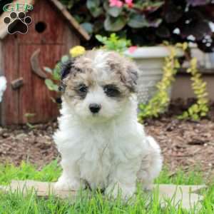 Renee, Maltipoo Puppy