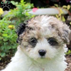 Renee, Maltipoo Puppy