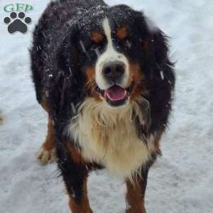 Selena, Bernese Mountain Dog Puppy