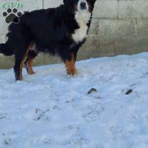 SAMSON, Bernese Mountain Dog Puppy