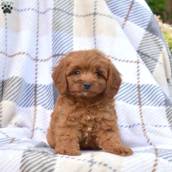 Rex, Cavapoo Puppy