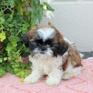 Rex, Shih Tzu Puppy