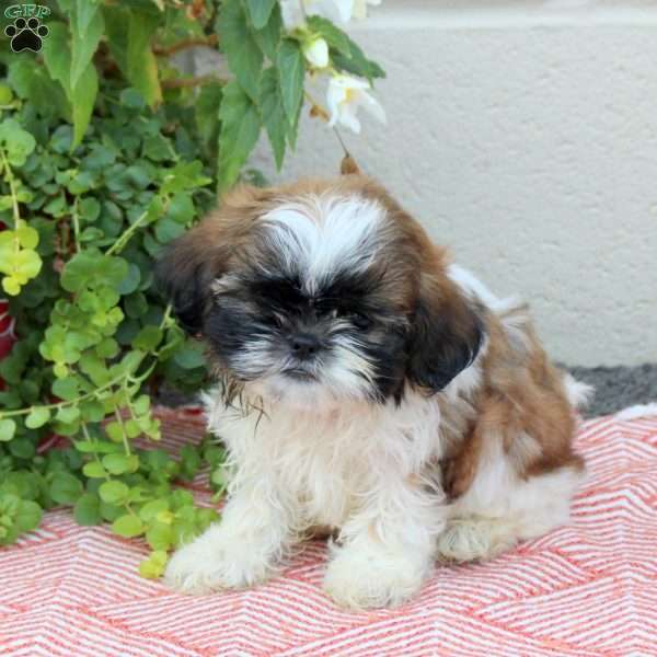 Rex, Shih Tzu Puppy