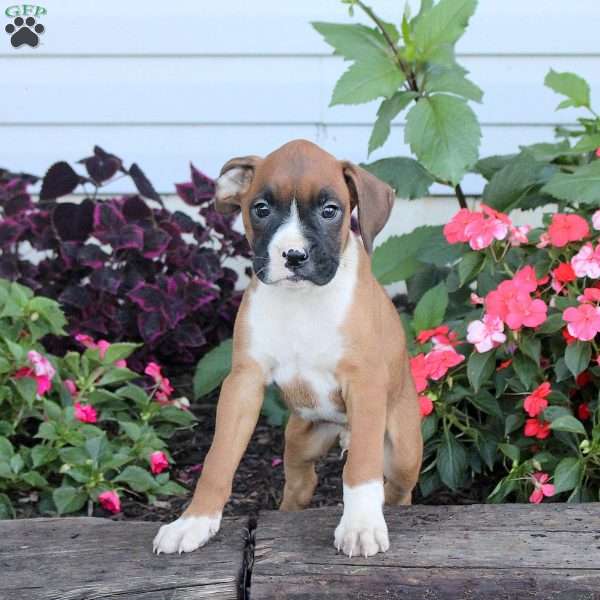 Rex, Boxer Puppy