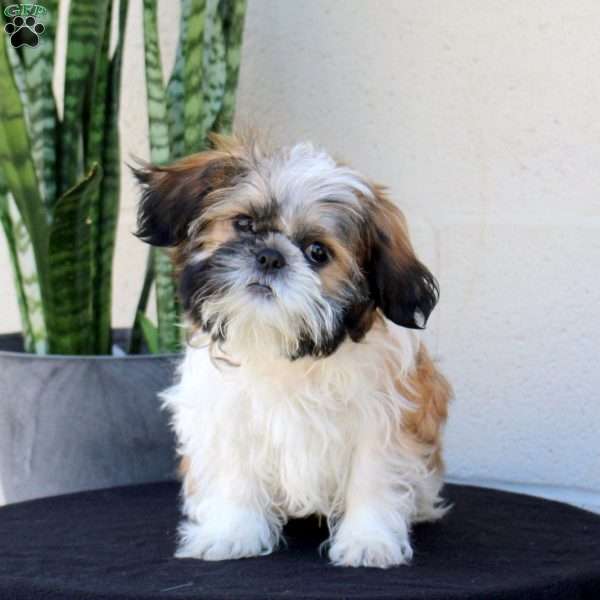 Rex, Shih Tzu Puppy