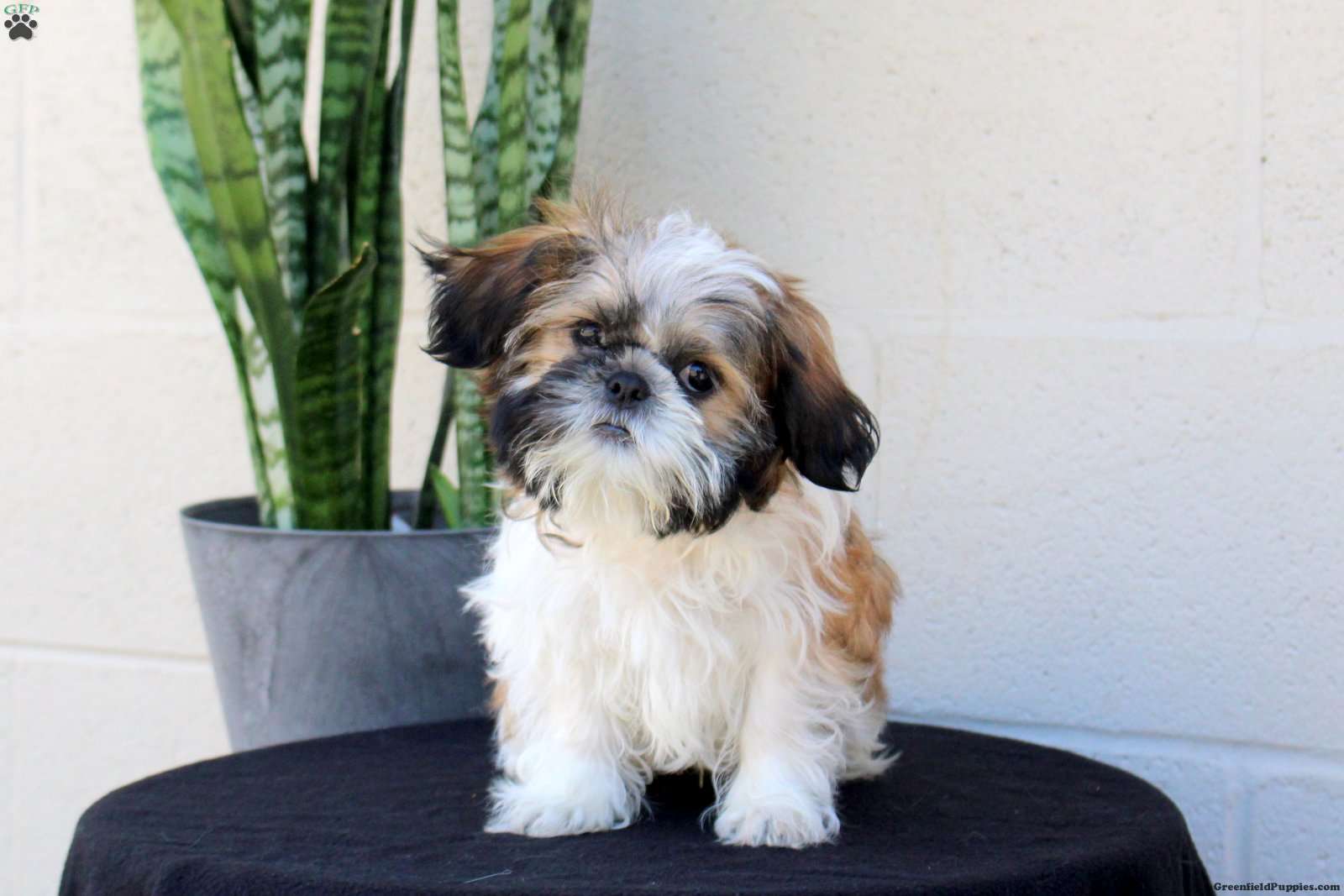 Rex (Shih Tzu, Male) in Gordonville, PA