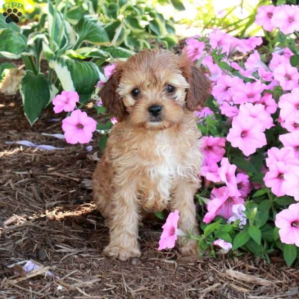 Rex, Cavapoo Puppy