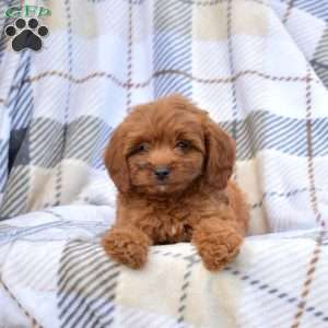 Rex, Cavapoo Puppy